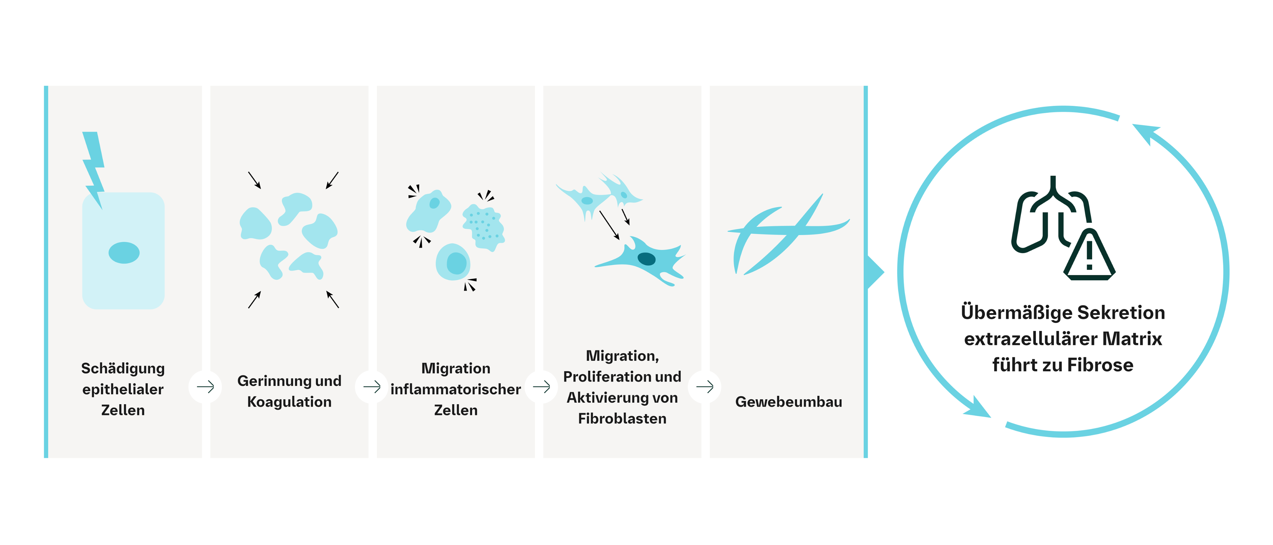 Fehlerregulierte Reparaturmechanismen bei Lungenfibrosen
